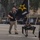 Army 250 Parade Celebration