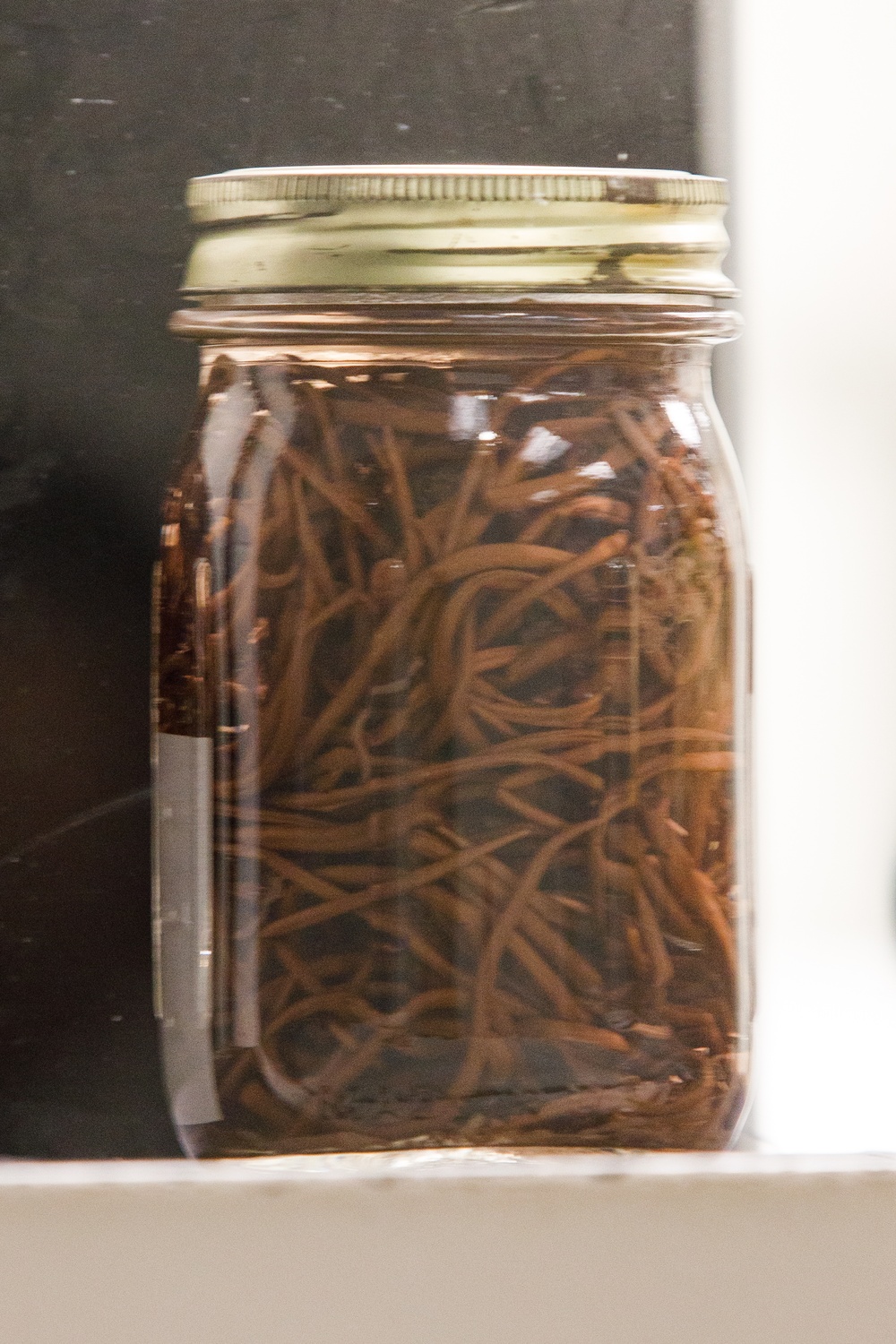 In The Lab: Parasites