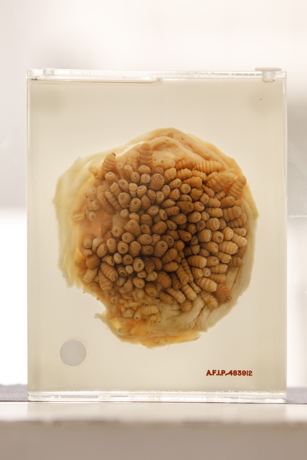In The Lab: Parasites