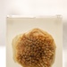 In The Lab: Parasites