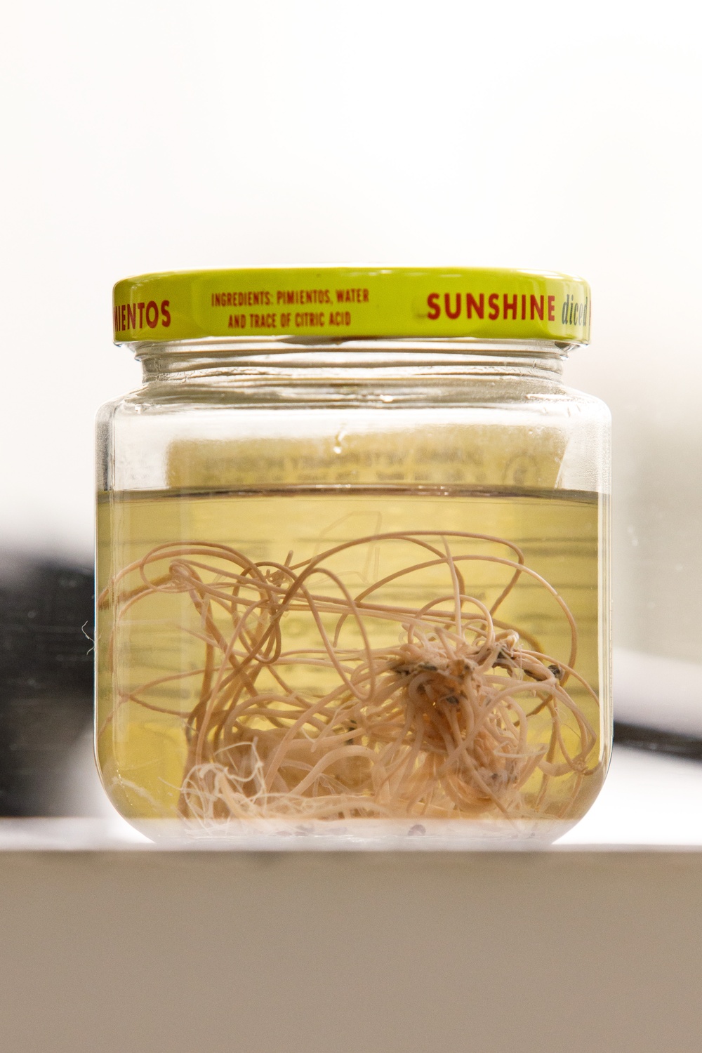 In The Lab: Parasites