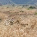 U.S. Marines, Indonesian Korps Marinir participate in stalking drills