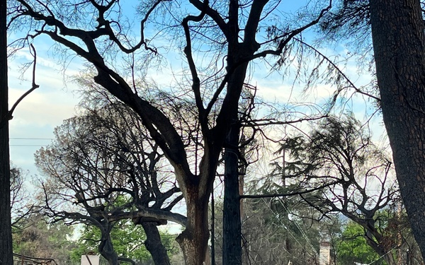 Helping hands: ERDC employees volunteer for LA wildfire recovery