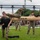 Army Birthday Festival Fitness Competition