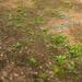 Sakura trees undergo refresh through 374 CES