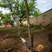 Sakura trees undergo refresh through 374 CES