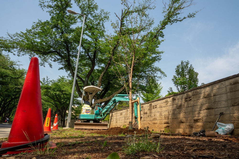 Sakura trees undergo refresh through 374 CES