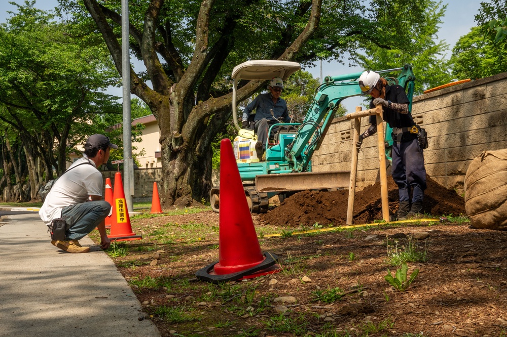 Sakura trees undergo refresh through 374 CES