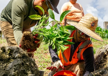 Butterfly host plant outplanting on Camp Blaz ranges.
