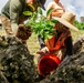 Butterfly host plant outplanting on Camp Blaz ranges.