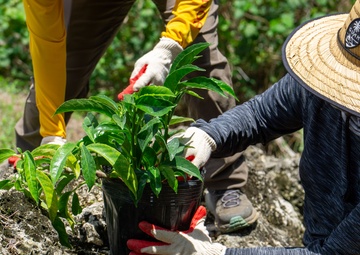 Butterfly host plant outplanting on Camp Blaz ranges.