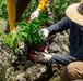 Butterfly host plant outplanting on Camp Blaz ranges.
