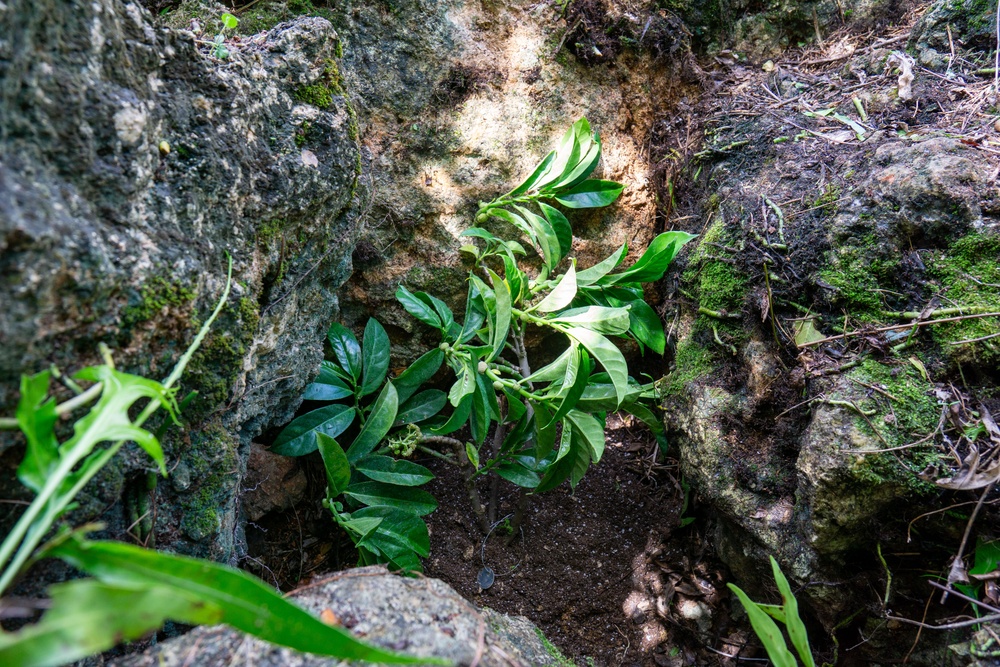 Butterfly host plant out planting on Camp Blaz ranges
