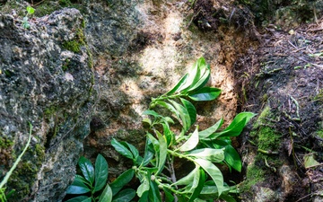 Butterfly host plant out planting on Camp Blaz ranges