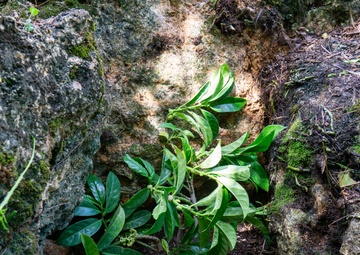 Butterfly host plant out planting on Camp Blaz ranges