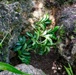 Butterfly host plant out planting on Camp Blaz ranges