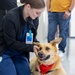 American Red Cross Therapy Dogs visit to USNMRTC Yokosuka