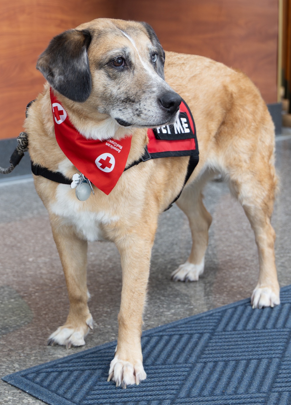 American Red Cross Therapy Dogs visit to USNMRTC Yokosuka