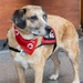 American Red Cross Therapy Dogs visit to USNMRTC Yokosuka