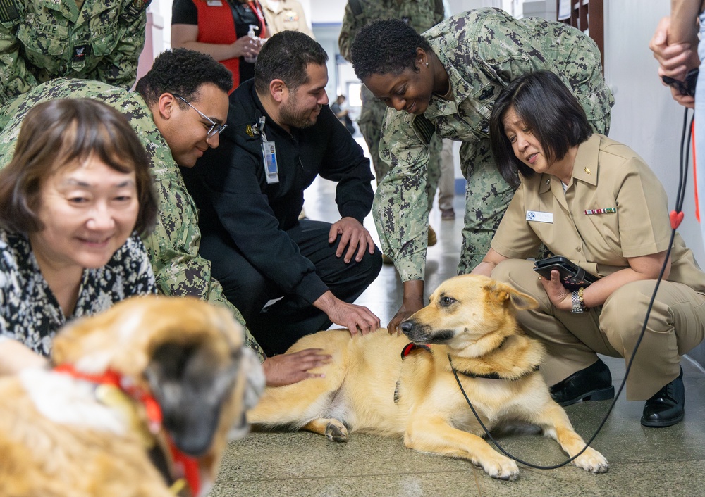 American Red Cross Therapy Dogs visit to USNMRTC Yokosuka