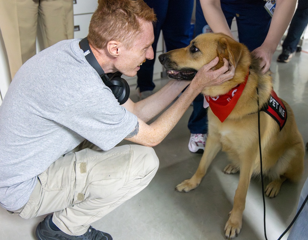 American Red Cross Therapy Dogs visit to USNMRTC Yokosuka