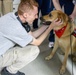 American Red Cross Therapy Dogs visit to USNMRTC Yokosuka