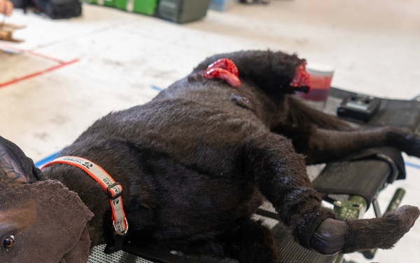 133rd Medical Group Canine Training