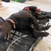 133rd Medical Group Canine Training