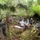 Marine Corps and Conservation Partners Unite to Protect Maunawili Forest and Lo’i