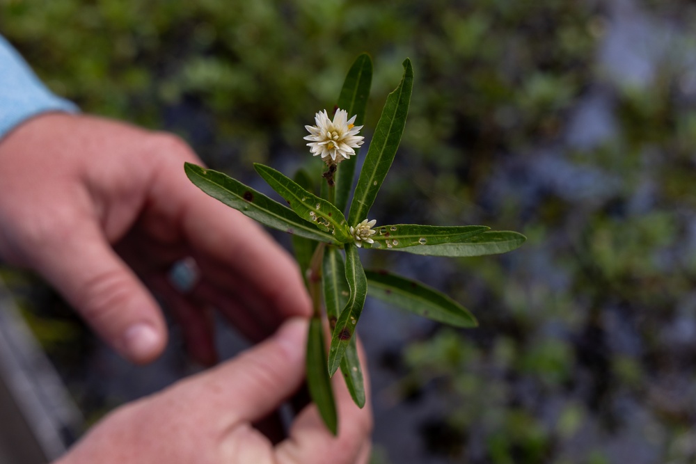Alligatorweed Identified During Vegetation Survey in Tuscaloosa