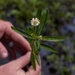 Alligatorweed Identified During Vegetation Survey in Tuscaloosa