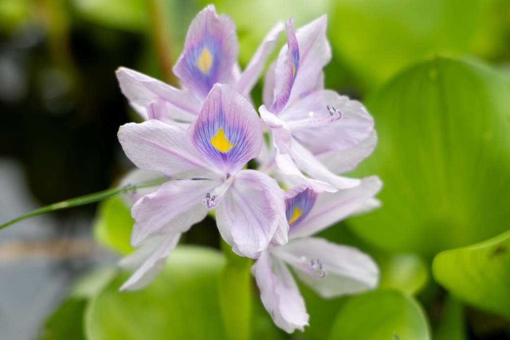 Water Hyacinth Observed During Vegetation Survey in Tuscaloosa