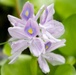 Water Hyacinth Observed During Vegetation Survey in Tuscaloosa