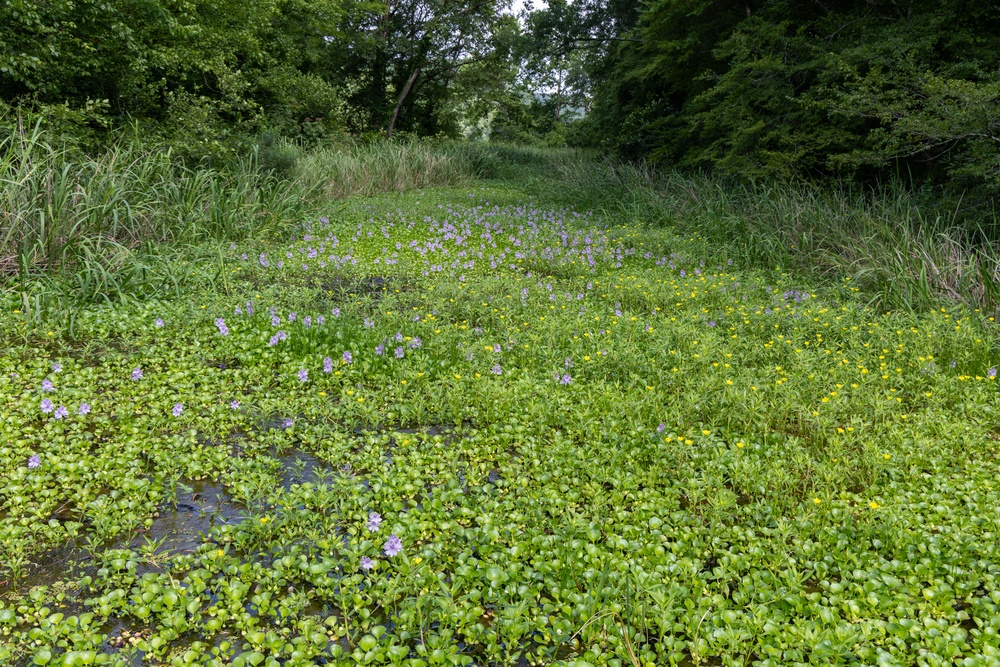 Invasive Aquatic Plants Spread Across Waterway in Tuscaloosa