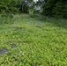 Invasive Aquatic Plants Spread Across Waterway in Tuscaloosa