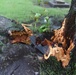 Storm damage at McConnell AFB