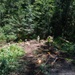124th CES contribute to Redwoods Rising through IRT