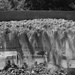 124th CES Aids Redwoods Rising Project Through IRT