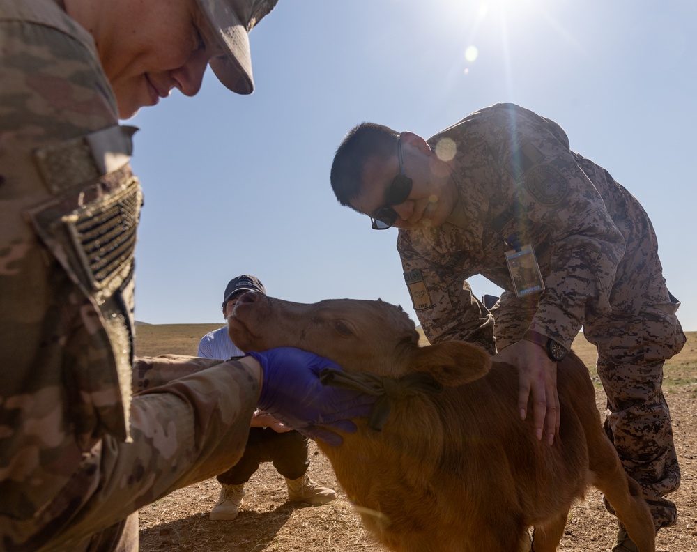 [Kaahn Quest 2025] U.S. Army Veterinarians Train with MAF Veterinarians at Local Farm