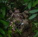 Salaknib 25 : Jungle School