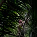 2d Marine Regiment Marines conduct jungle environment training alongside SENAN