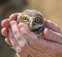 Oregon National Guard's Rees Training Center Hosts Nation's Most Successful Burrowing Owl Colony