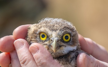 Oregon National Guard's Rees Training Center Hosts Nation's Most Successful Burrowing Owl Colony