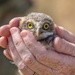 Oregon National Guard's Rees Training Center Hosts Nation's Most Successful Burrowing Owl Colony