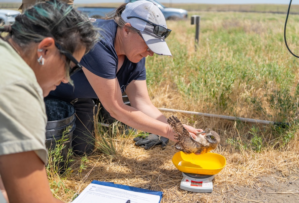 Oregon National Guard's Rees Training Center Hosts Nation's Most Successful Burrowing Owl Colony