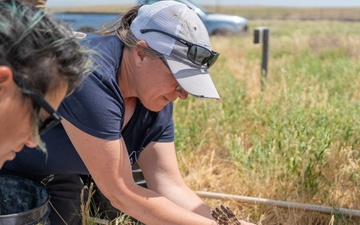 Oregon National Guard's Rees Training Center Hosts Nation's Most Successful Burrowing Owl Colony