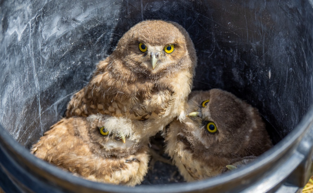 Oregon National Guard's Rees Training Center Hosts Nation's Most Successful Burrowing Owl Colony