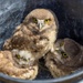 Oregon National Guard's Rees Training Center Hosts Nation's Most Successful Burrowing Owl Colony