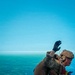 Green Berets, Latvian SOF conduct joint free fall training in Latvia