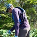 USACE Partners with Local Contractor to Target Invasive Water Chestnut at Lake Brittle in Virginia